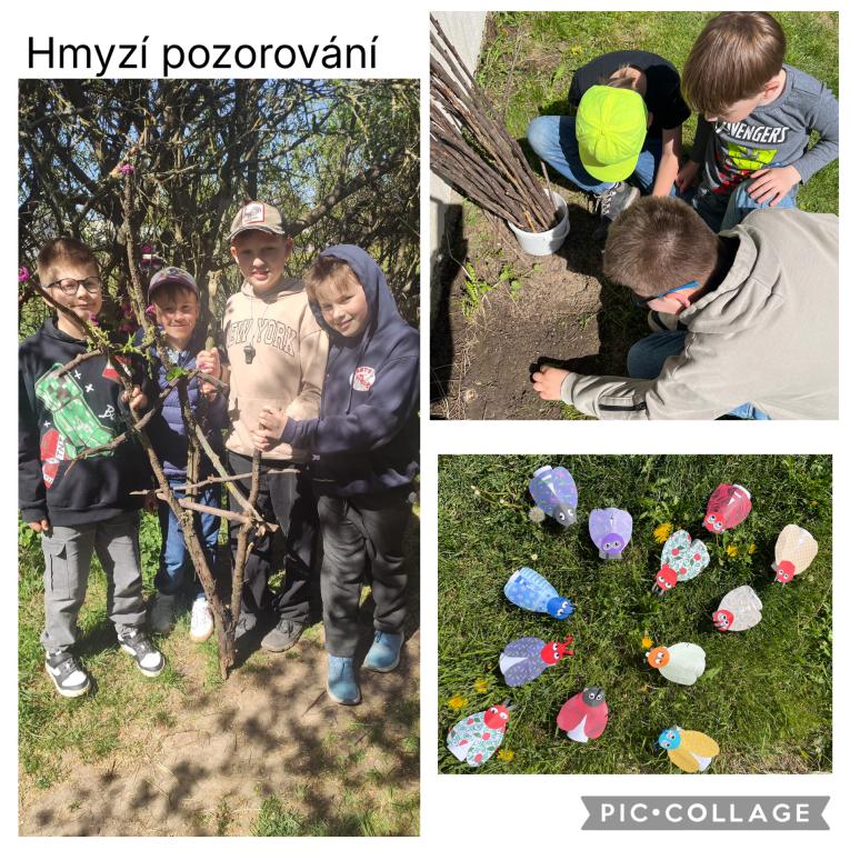 Hmyz